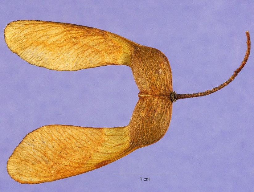Acer Saccharum - Fruit