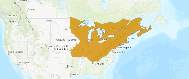 Acer Saccharum - Fruit